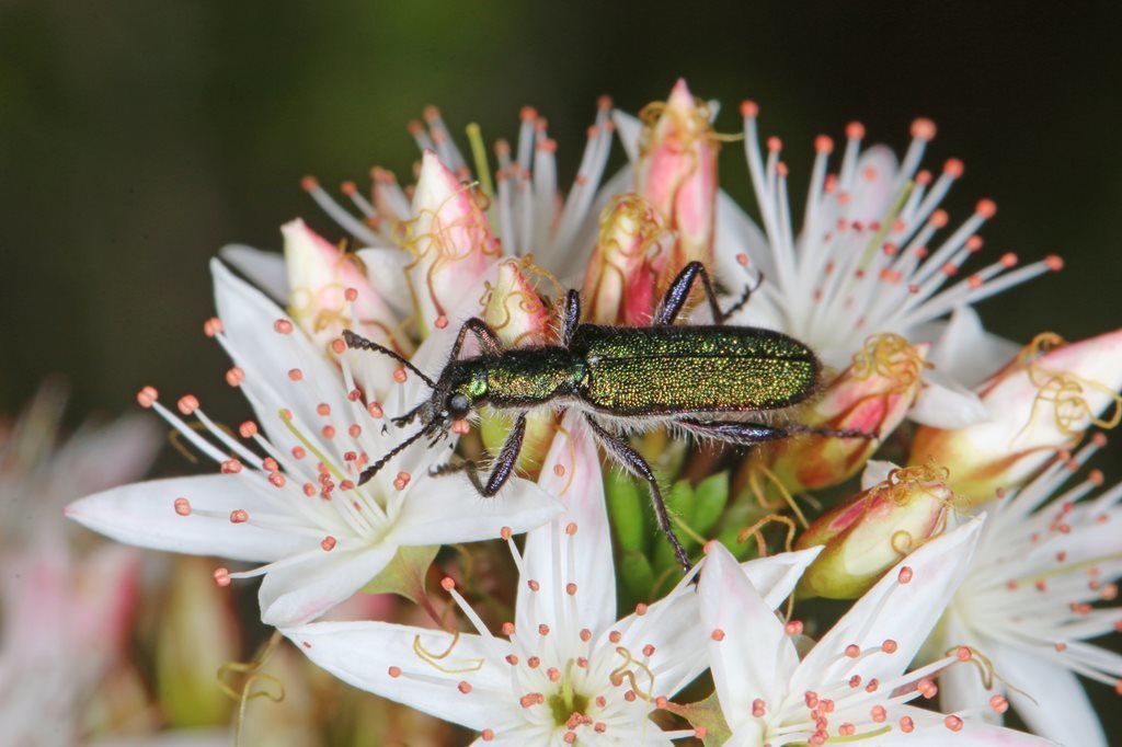 Eleale robusta