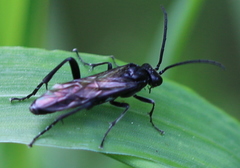 Macrophya