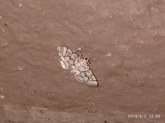 Elophila scitalis