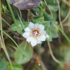 Gentiana scabrida
