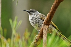 Gliciphila undulata