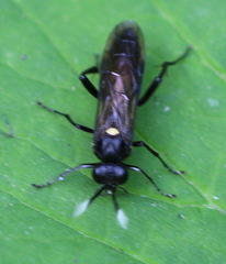Macrophya infumata