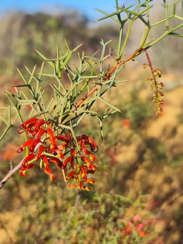 Image of Grevillea dielsiana by (c) Belinda Forbes, some rights reserved (CC BY)