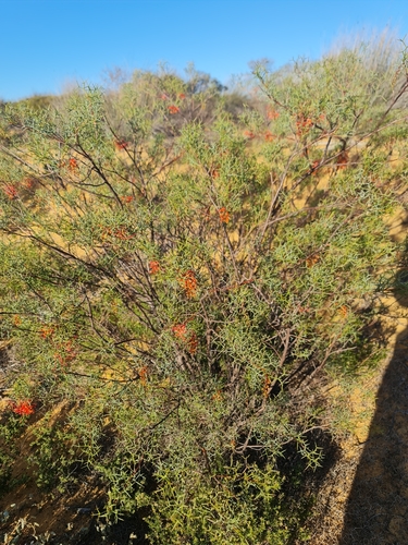 Image of Grevillea dielsiana by (c) Belinda Forbes, some rights reserved (CC BY)
