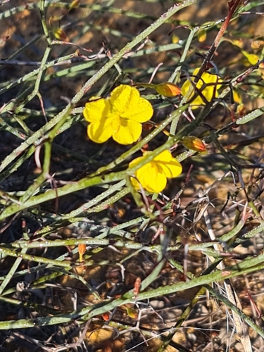 Image of Hibbertia conspicua by (c) Belinda Forbes, some rights reserved (CC BY)