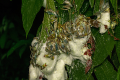 Zhangixalus prominanus