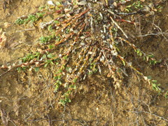 Samolus repens repens