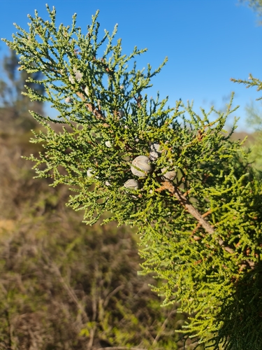 Image of Callitris arenaria by (c) Belinda Forbes, some rights reserved (CC BY)
