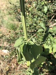 Leonotis nepetifolia nepetifolia