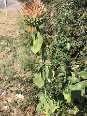 Leonotis nepetifolia nepetifolia
