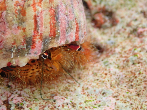 Photo of Multicolor Dwarf Hermit (Aniculus aniculus)
