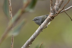 Gerygone flavolateralis flavolateralis