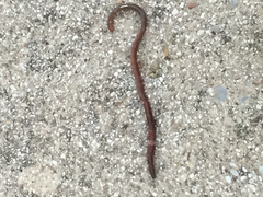 Aporrectodea trapezoides