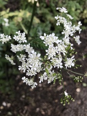 Anthriscus sylvestris