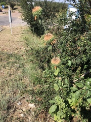 Leonotis nepetifolia nepetifolia