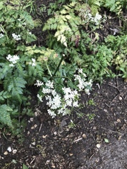 Anthriscus sylvestris