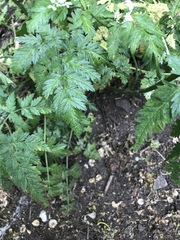 Anthriscus sylvestris