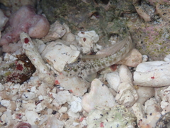 Blackmargin Blenny photo 3