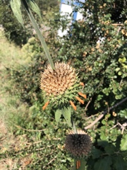 Leonotis nepetifolia nepetifolia