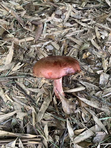 Boletus floridanus