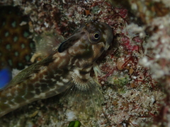 Blackmargin Blenny photo 4