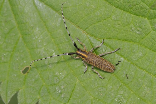 Golden-bloomed Longhorn Beetle, Oosterhout, Netherlands, photo 8 of 10
