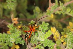 Echthromorpha agrestoria