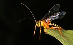 Echthromorpha agrestoria