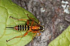 Echthromorpha agrestoria