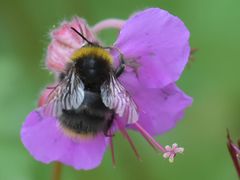 Bombus pratorum