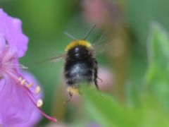 Bombus pratorum
