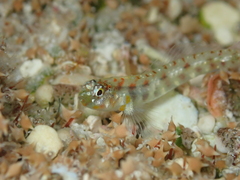Smaragdus Pygmy Goby photo 5