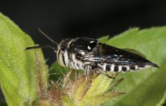 Coelioxys albolineatus