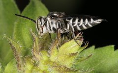 Coelioxys albolineatus