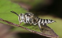 Coelioxys albolineatus