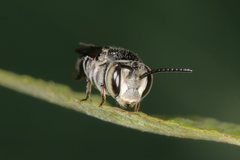 Coelioxys albolineatus
