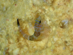 Japanese Blacktail Triplefin photo 1
