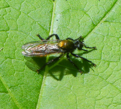 Laphria sericea