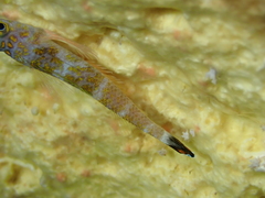 Japanese Blacktail Triplefin photo 3