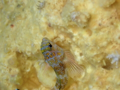 Japanese Blacktail Triplefin photo 2
