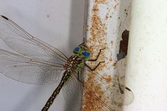 Austrogynacantha heterogena