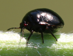 Coptosoma scutellatum