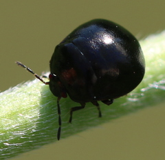 Coptosoma scutellatum