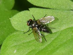 Gastrolepta anthracina