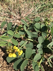 Senna italica arachoides