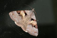 Avatha discolor