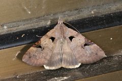 Avatha discolor