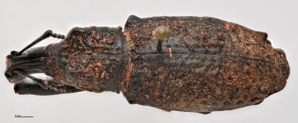 lichen weevil