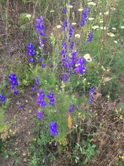 Delphinium ajacis