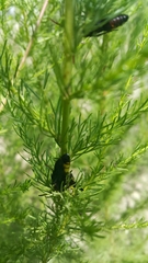 Scolia erythrocephala